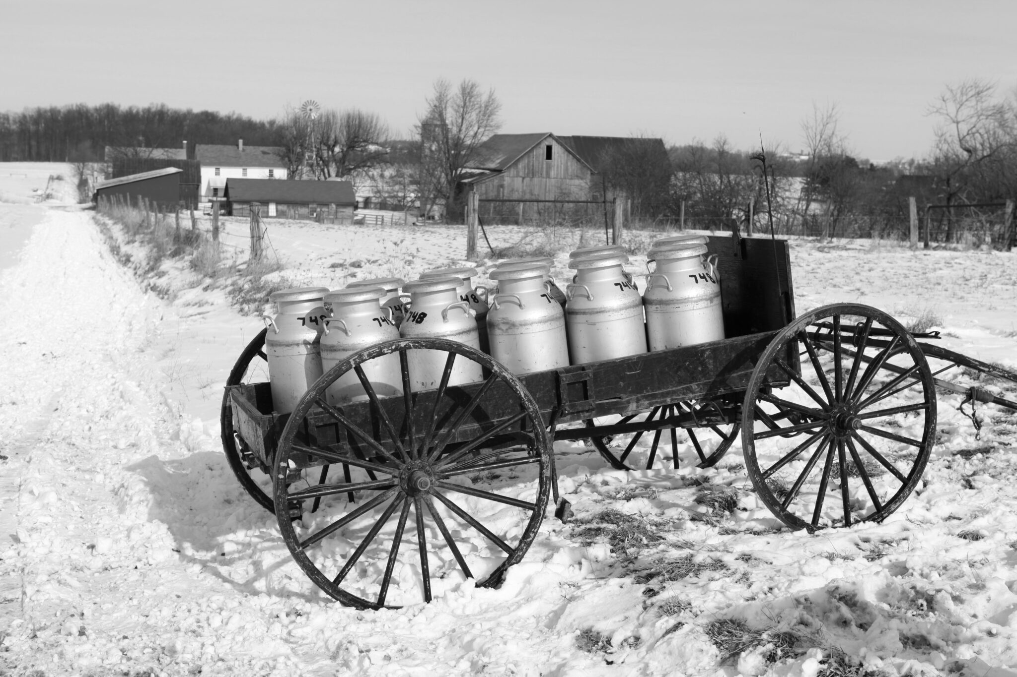 Milk Cans Black And White on cart outside