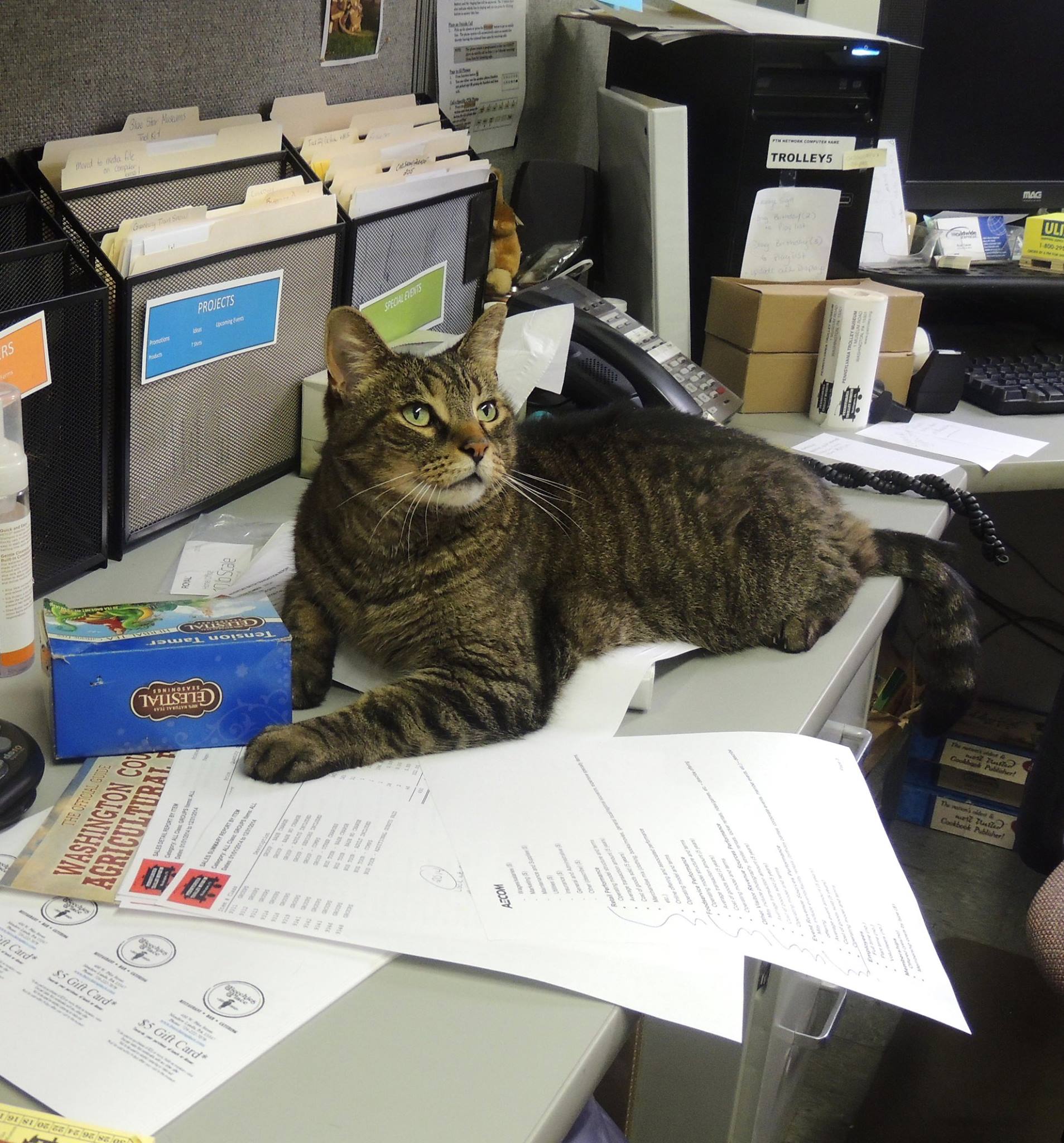 Frank The Cat Office Helper